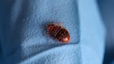 What you need to know about Europe’s bedbug panic