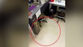 Urine flooded lab at Russia's most prestigious university - photo