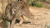 El lince ibérico deja de estar en peligro de extinción