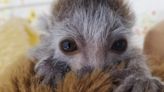 ‘Heartbroken’: Days-old endangered lemur dies at Zoo Atlanta