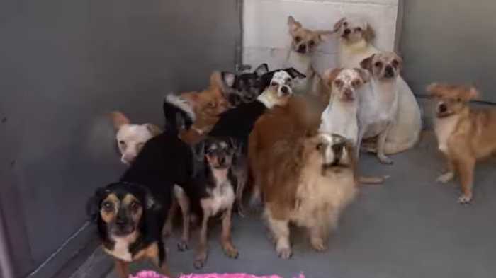 Sacramento shelter inundated with 30 dogs from hoarding situation, offers free adoptions