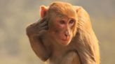 Monkeys can learn to tap to the beat of the Backstreet Boys