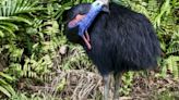 Australia's fearsome 'dinosaur bird' stares down extinction