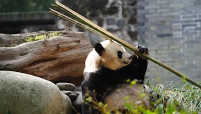 Giant panda family adjusting well to life in Sichuan