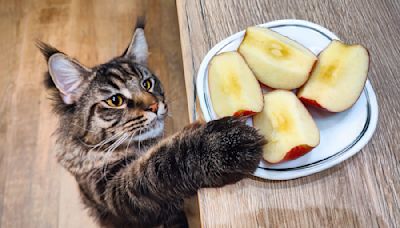 Maine Coon Cat Actually Loves Vegetables and Steals Them Right Off Dad's Plate