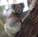 Drop bear