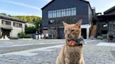 Houtong: el pueblo de Taiwán con pasado minero que atrae a viajeros de todo el mundo por sus gatos