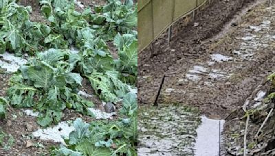 南投山區大雨伴冰雹農損破億 150公頃蔬菜、茶葉全遭殃 - 生活