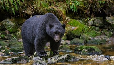 Killing of black bear cub splits town of Tahoe after homeowner shoots dead and claims it advanced on him and dog