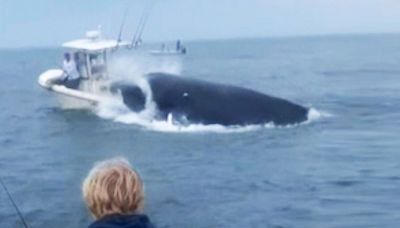 Angry humpback whale tosses two sailors into the sea by crashing into boat