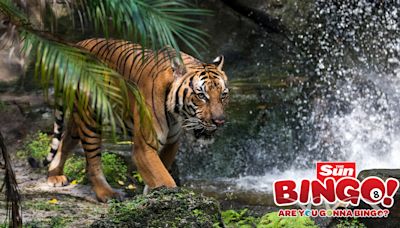 Sun Bingo’s top 7 suggestions for how to celebrate International Tiger Day