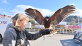 Gull poop was piling up at a U.S. submarine homeport. So the Navy unleashed hawks to help