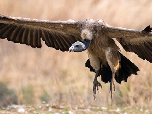 Shift in India's Vulture Population Linked to Half a Million Human Deaths