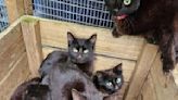 Nearly 100 black cats discovered in abandoned house | Fox 11 Tri Cities Fox 41 Yakima