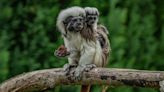 Rare monkey twins born at Chester Zoo