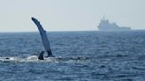 Brazil Whale Watching Tour