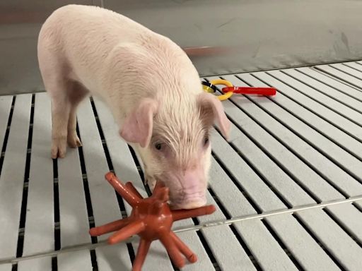 World’s cleanest pigs raised to grow kidneys, hearts for humans