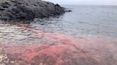 澎湖珊瑚產卵出現一片粉紅海美景 遊客目睹留下難忘回憶