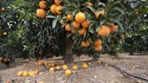 Investigan a 18 personas por robar 1.800 kilogramos de naranjas y mandarinas en la Costera y la Ribera