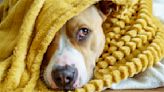 Officials Warn Of 'Poisoning Disease' Affecting Dogs In California | iHeart