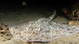 Registran dos nuevas especies de rayas de profundidad en el mar del Perú