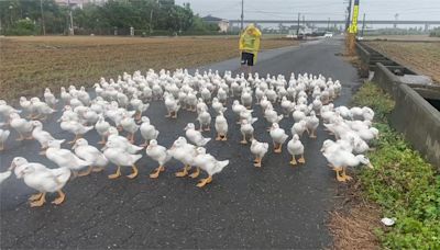 屏東萬丹養鴨場圍欄倒 菜鴨衝馬路大逃亡