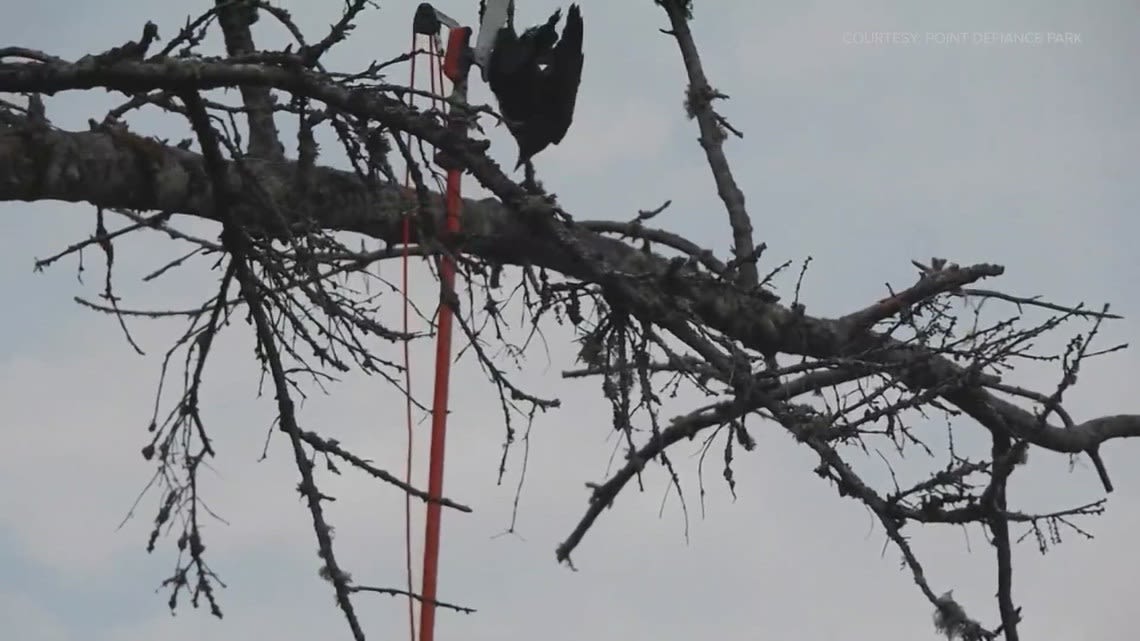 Community comes together to save crow stuck in tree at Tacoma's Point Defiance Park