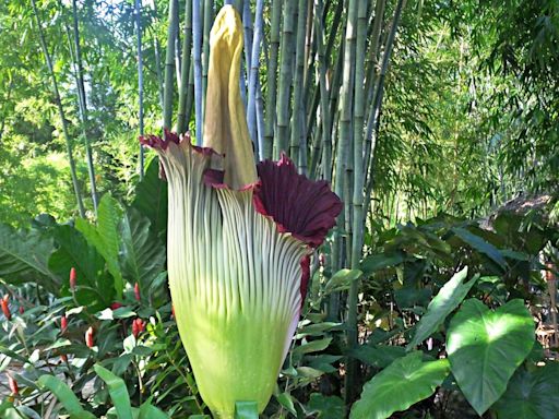CSU’s corpse flower is about to bloom