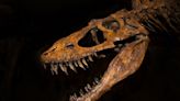 Local Paleontology center presents “Murder Monster” skull