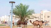 Saudi Arabia plans first digital platform for camel owners, industry workers