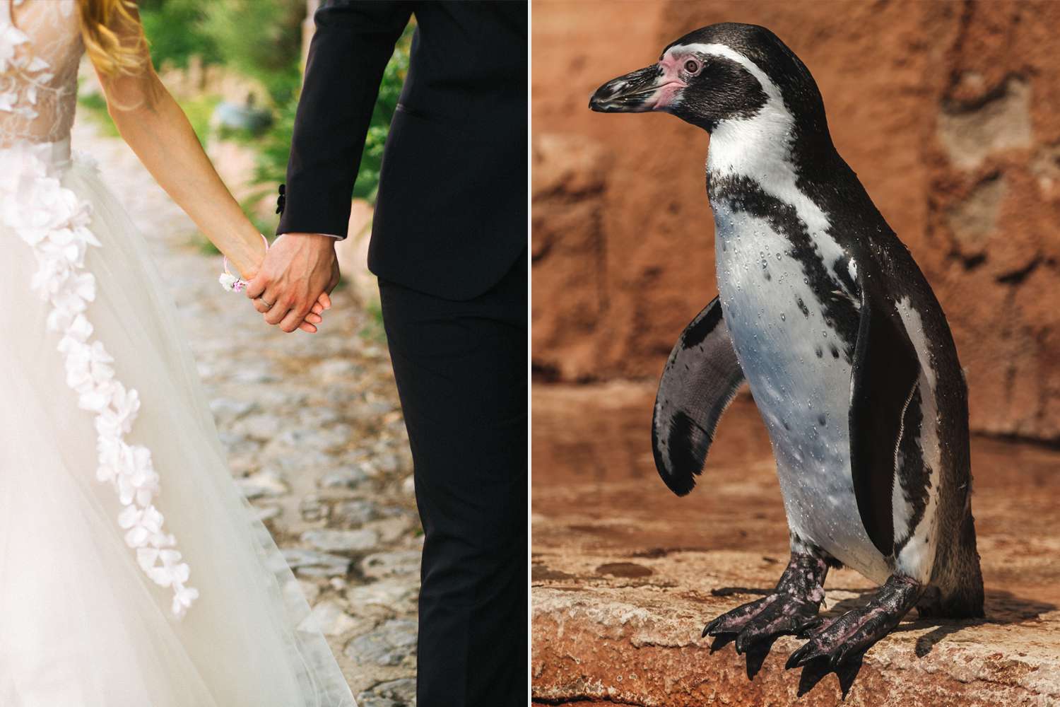 Groom Surprises Bride with Penguin Ring Bearer at Their Wedding — See the Adorable Video!