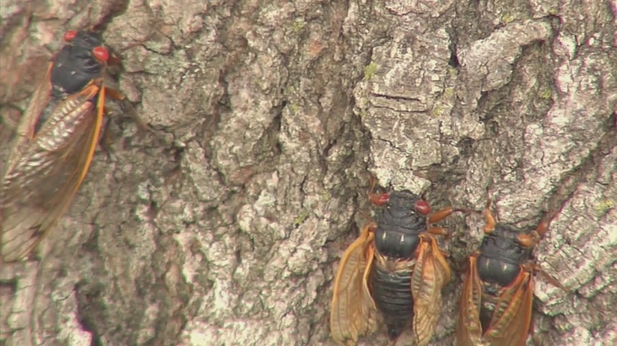 Rare double-cicada emergence starting to disappear in Central Illinois