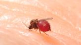 開發小黑蚊終極剋星邁出第一步！慈濟大學攜手中研院解碼全基因體