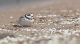New piping plover arrives at Montrose Beach