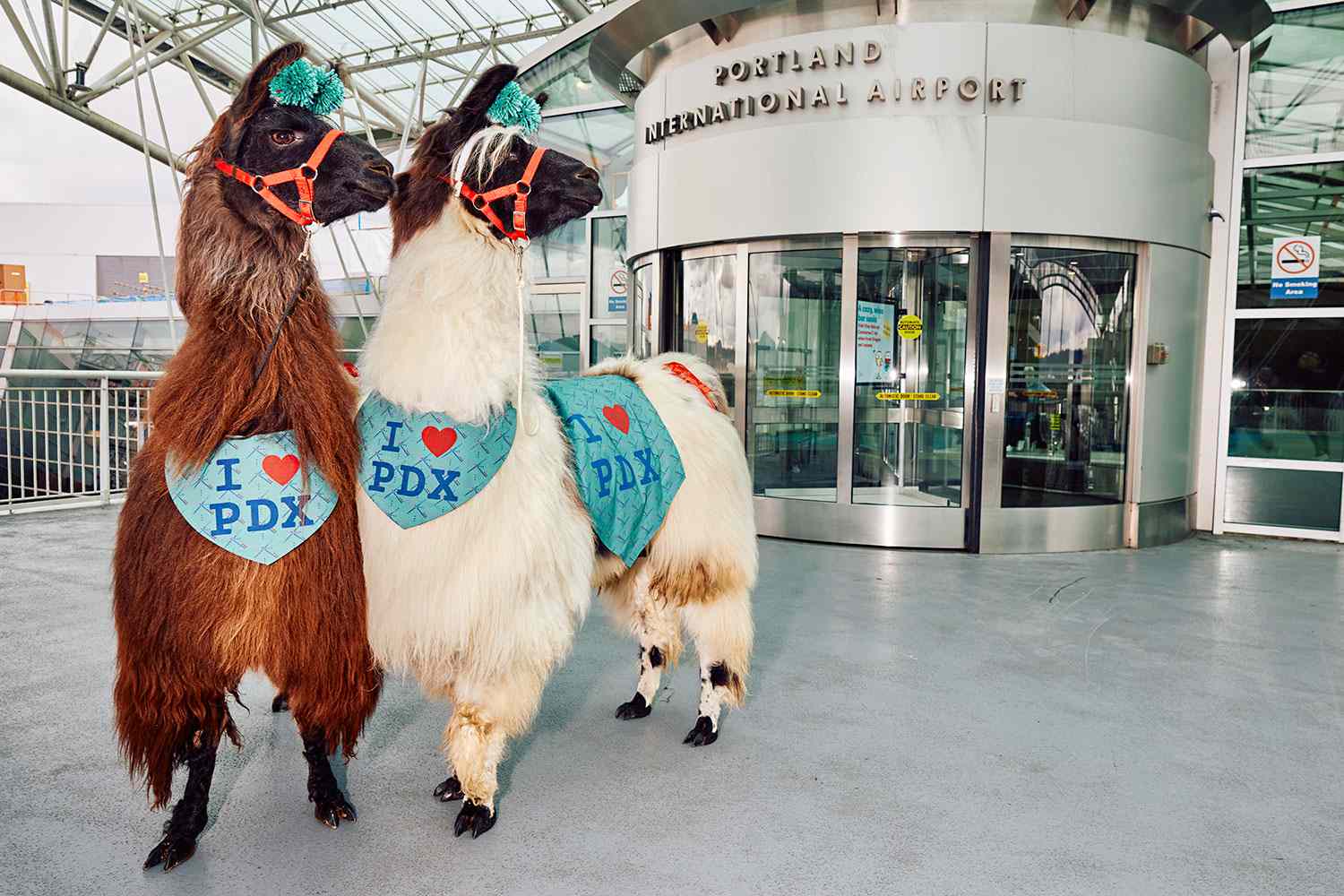 Portland Airport Offers Emotional Support Llamas, Bringing ‘Pure Joy’ to Travelers