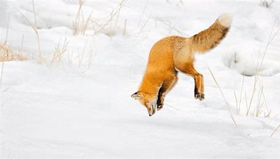 Long snouts protect foxes when they dive headfirst into snow, study finds