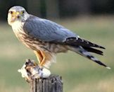 Merlin (bird)