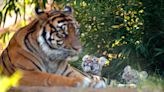 Guest: We can thank 'Tiger King' for displaying Oklahoma's bad laws on big cats