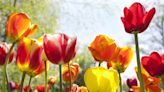 When to Plant Tulip Bulbs to Get the Most Beautiful Spring Blooms