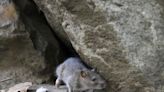 How the 2024 Olympics is fighting its tiniest foe: The rats of Paris