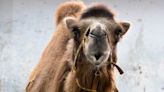 北市動物園雙峰駱駝「煙雨」命危 檢查2數值異常…腎臟嚴重受損