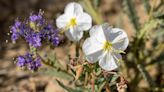 US wildflower map: Where to see the best blooms across the country