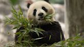 OnPolitics: Panda-monium in Washington