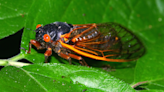 Fiber optic cables can pick up cicadas' droning din