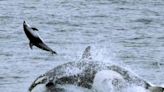 Orcas continue to stun scientists with their cunning, flipping and slapping prey with their tails