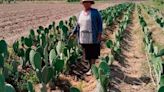 Ya cosechan nopales gracias a la lluvia