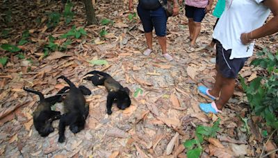 Howler Monkeys Are Dropping Dead Out Of Trees In Mexico's Heatwave