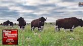 National Prairie Day, Prairie State Park is a place you should visit!