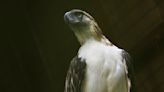 Philippine eagle from Bird Paradise dies from lung infection