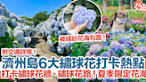 【濟州島繡球花2024】濟州島6大繡球花打卡熱點！打卡繡球花牆、繡球花路！夏季限定花海！ | HolidaySmart 假期日常